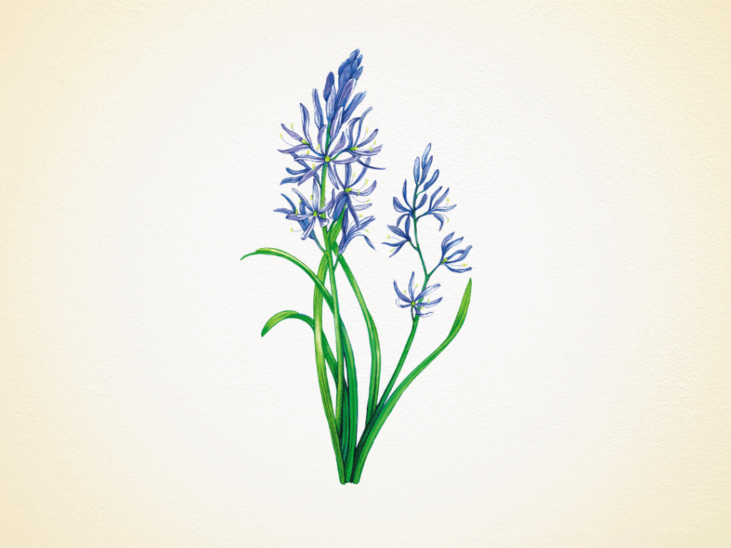Discover Idaho's Wildflowers in Bloom: A Guide to the State's Wildflowers Camas Lilies, also known as Camassia and Wild Hyacinth in Idaho, with six blue-purple petals.