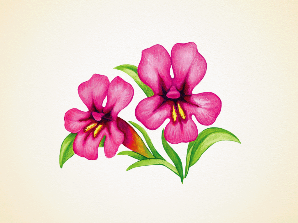 Discover Idaho's Wildflowers in Bloom: A Guide to the State's Wildflowers Dwarf Monkeyflower, a mountain flower in Idaho, with bright magenta petals.