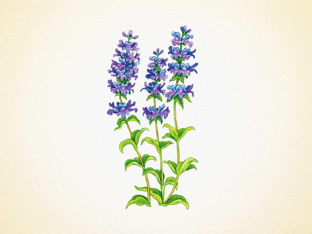 Discover Idaho's Wildflowers in Bloom: A Guide to the State's Wildflowers Payette Beardtongue, a tall wildflower in Idaho, with blue blooms like a snapdragon or petunia.